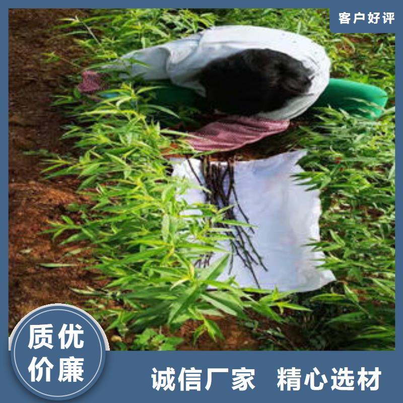 桃树苗苹果苗颜色尺寸款式定制严选材质