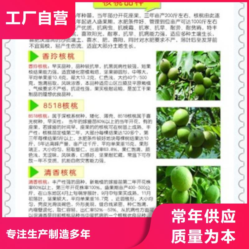 核桃苗蓝莓苗用心做产品经销商