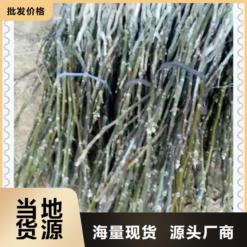 核桃苗【板栗苗】品牌大厂家源头厂家量大价优