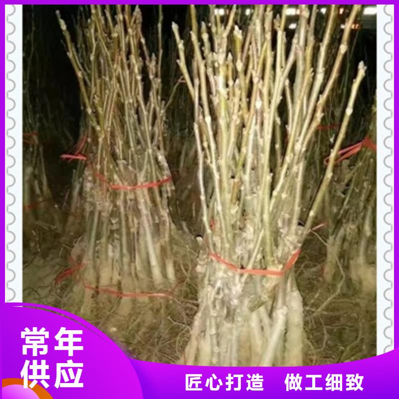 核桃苗【花椒苗】多年经验值得信赖【本地】制造商