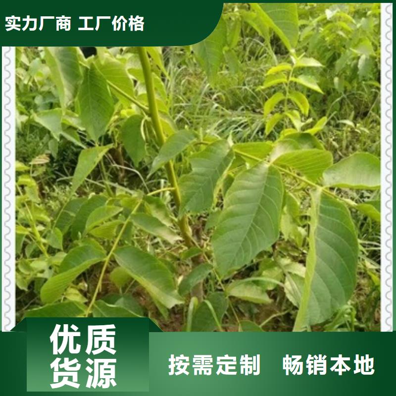 核桃苗桃树苗注重细节一站式采购商家