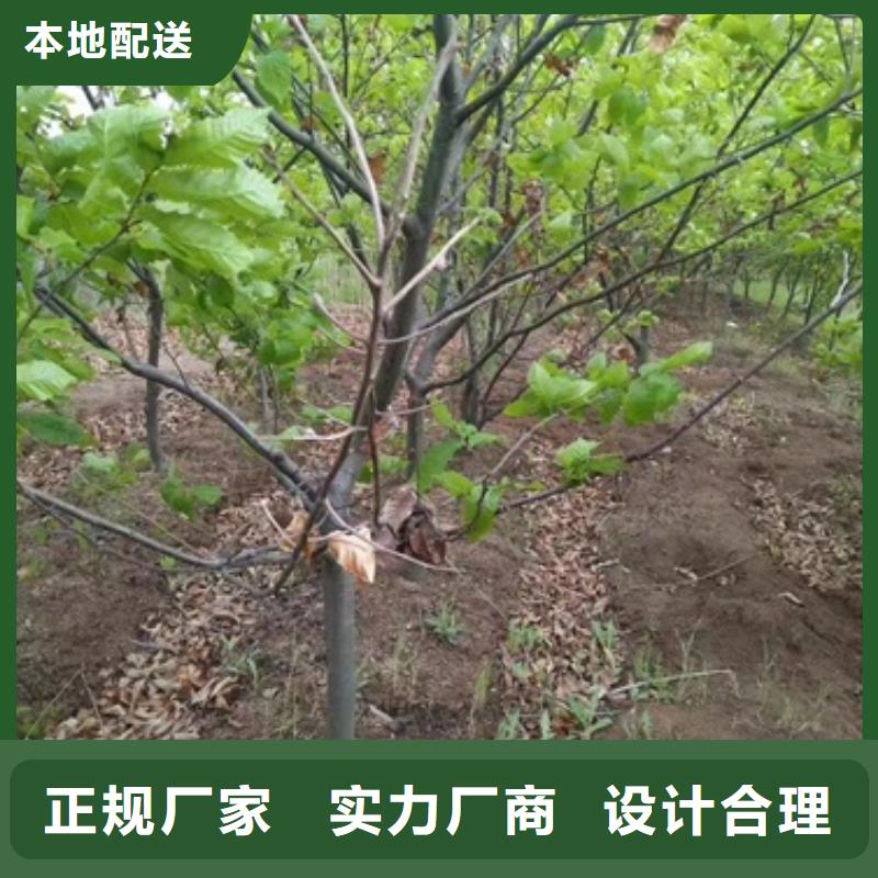 板栗苗核桃苗批发价格当地货源