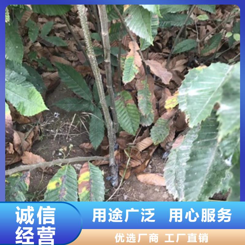 板栗苗梨树苗源头工厂当地供应商