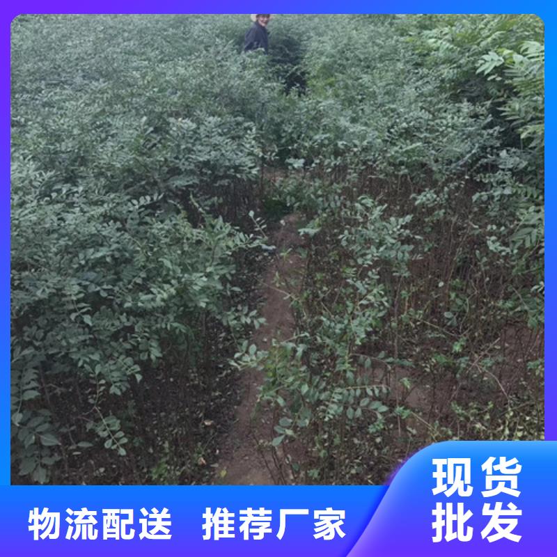 花椒苗_板栗苗好货有保障多种场景适用