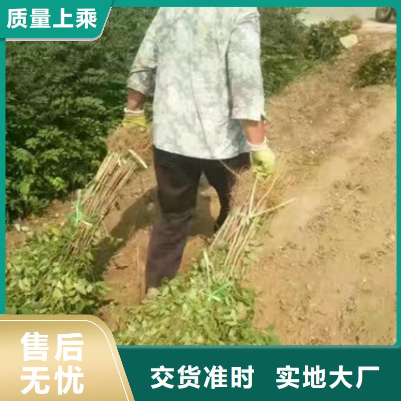 花椒苗厂家售后完善拒绝差价