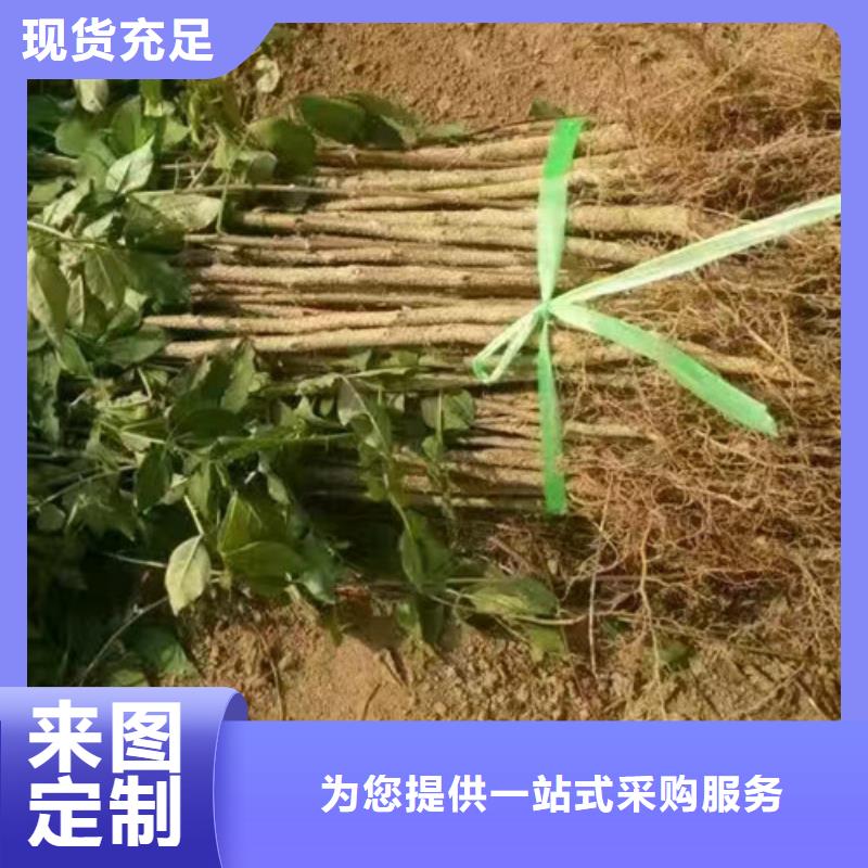 花椒苗_梨树苗一站式厂家{当地}生产商