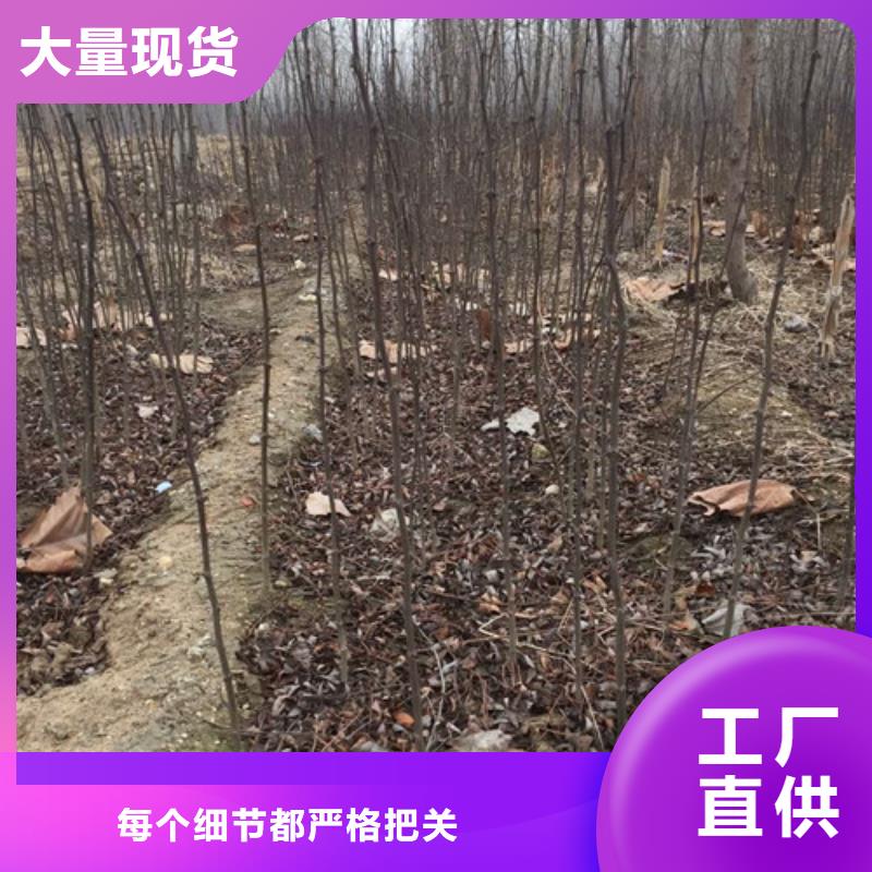 花椒苗,板栗苗自产自销专注细节更放心