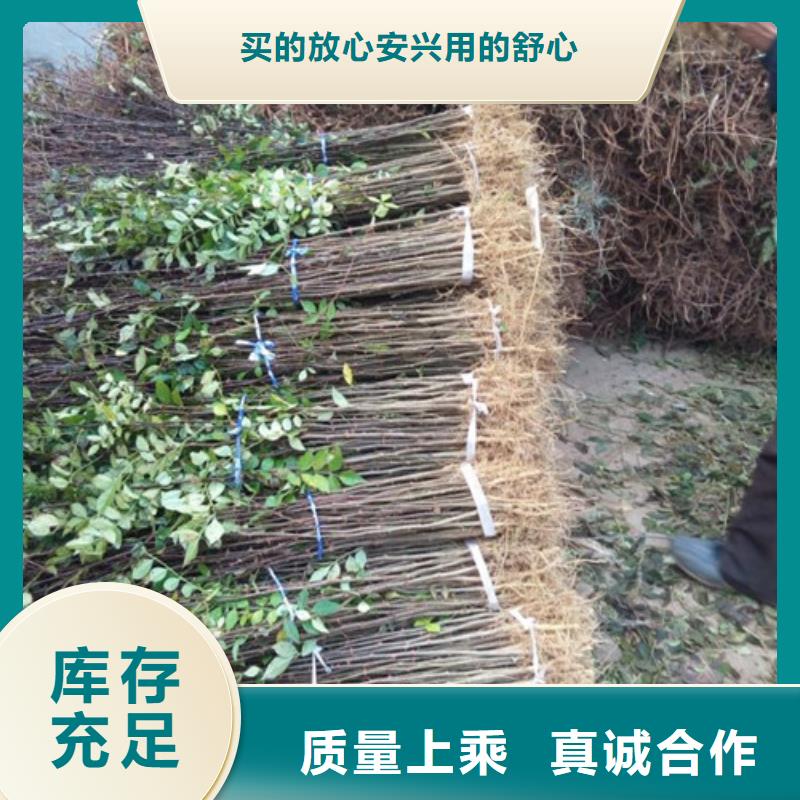 花椒苗免費詢價做工細致