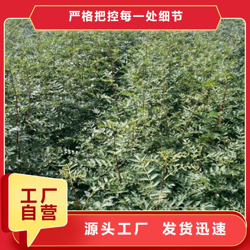 花椒苗工厂采购专注质量