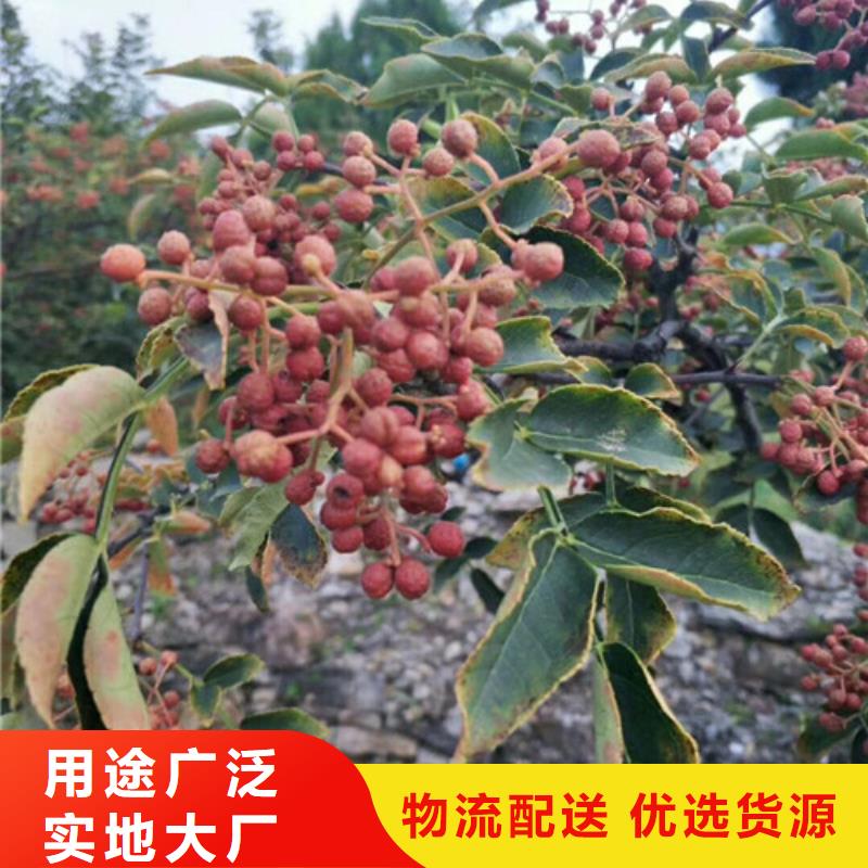 【花椒苗把实惠留给您】好品质用的放心