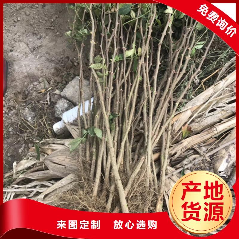 【花椒苗】板栗苗规格齐全【当地】供应商