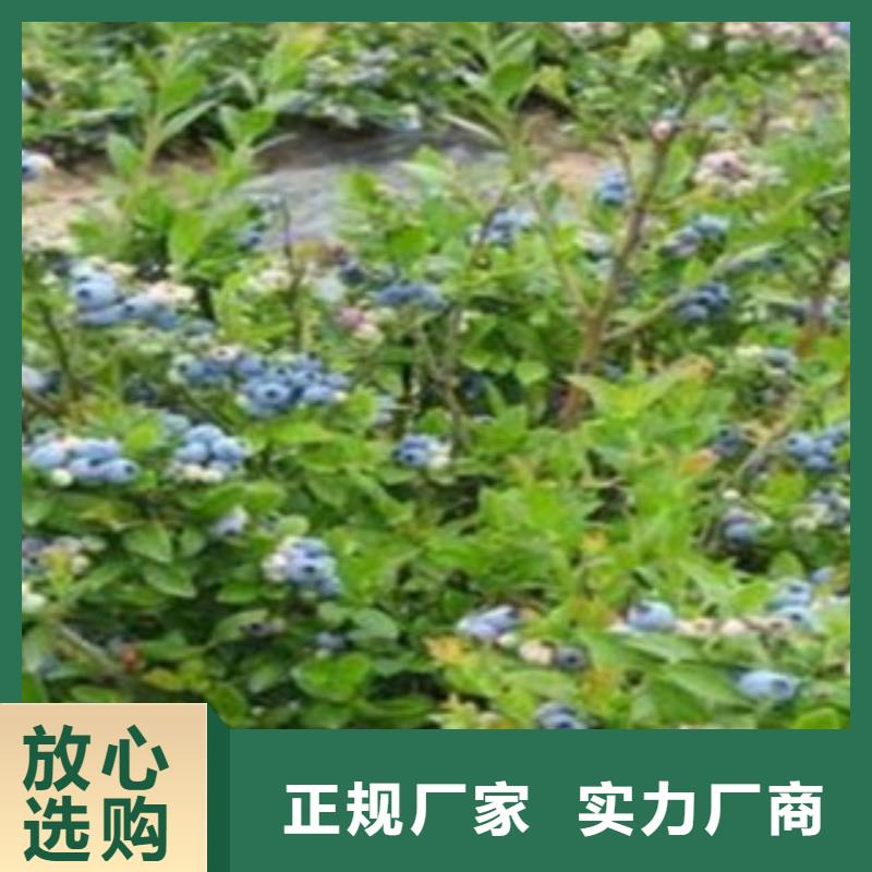 蓝莓苗【梨树苗】细节之处更加用心本地品牌