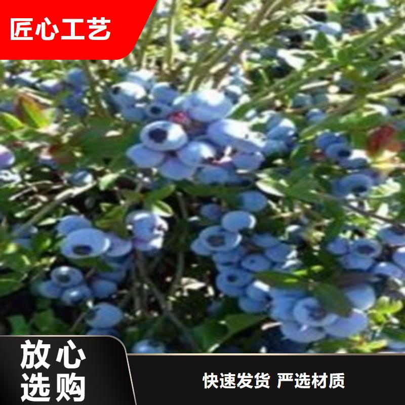 蓝莓苗【核桃苗】专业生产厂家0中间商差价