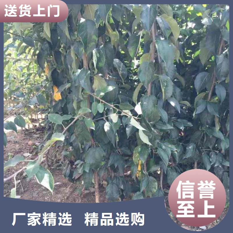 【苹果苗核桃苗从厂家买售后有保障】同城公司