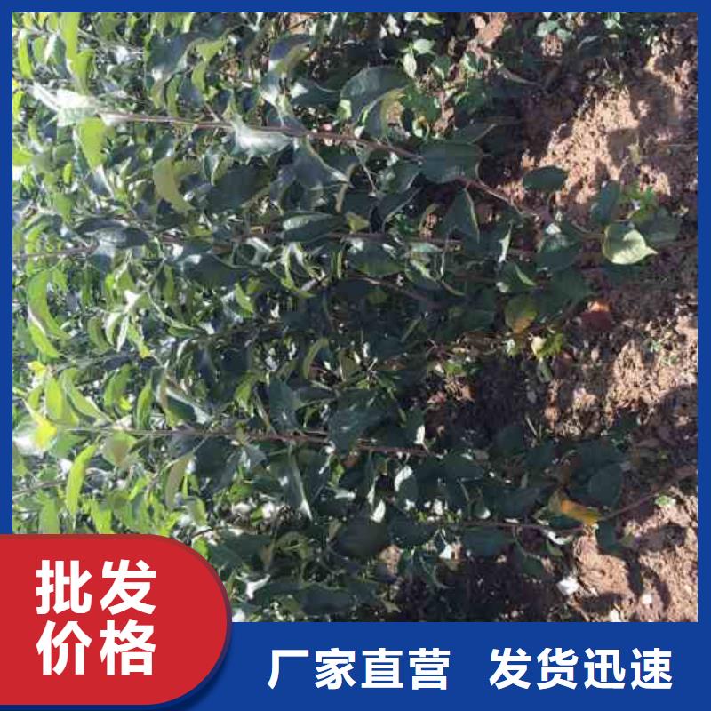 苹果苗【板栗苗】质量好<当地>品牌