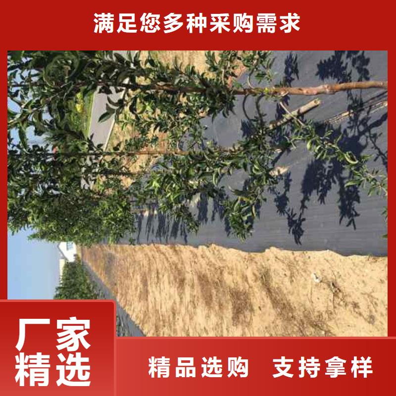 苹果苗板栗苗规格型号全[当地]生产厂家