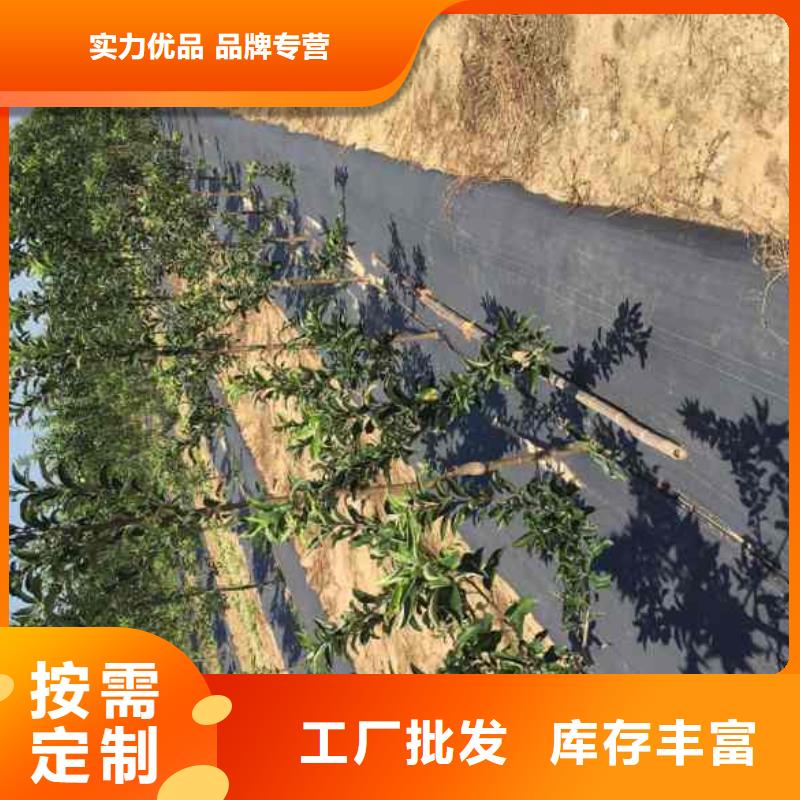 苹果苗,花椒苗敢与同行比价格{本地}供应商