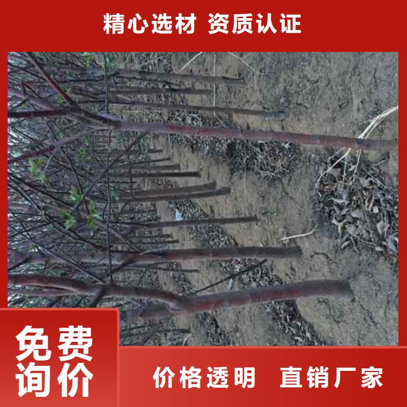 苹果苗梨树苗大量现货[当地]经销商