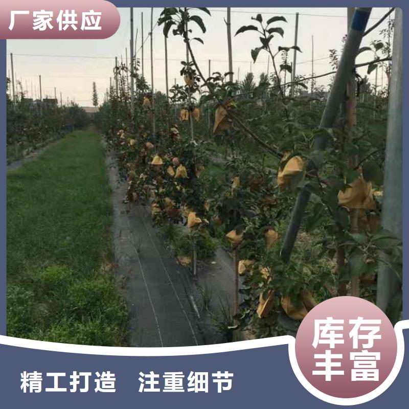 【苹果苗花椒苗质检严格放心品质】源头工厂量大优惠