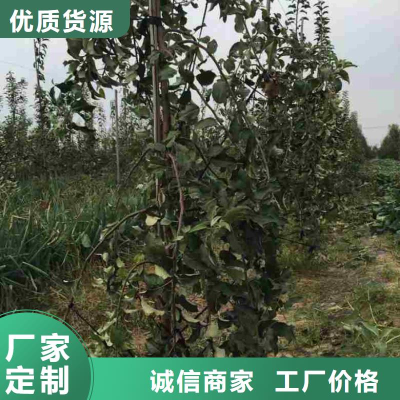 苹果苗【葡萄苗】拒绝中间商<本地>经销商