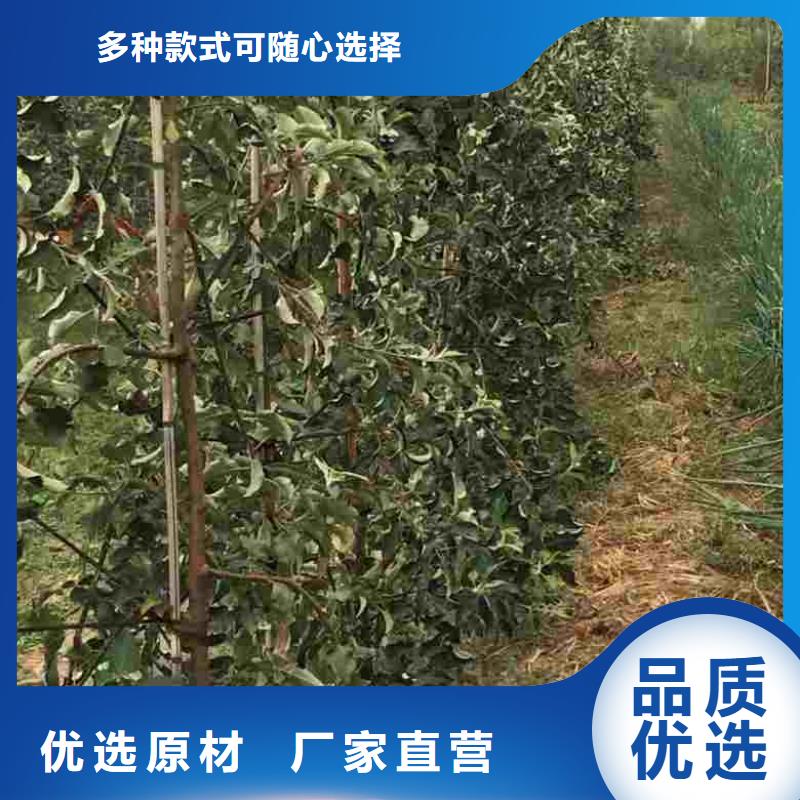 苹果苗蓝莓苗产地批发源厂供货