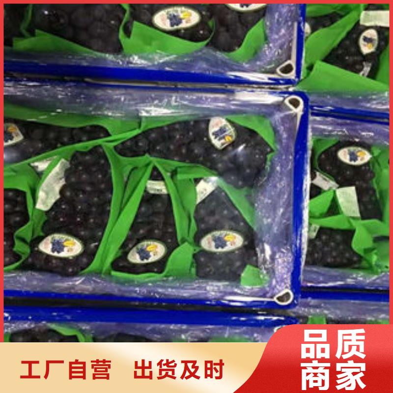 【葡萄苗】板栗苗實體廠家廠家直銷