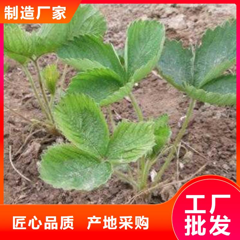 【草莓苗】,蓝莓苗优良材质质量牢靠