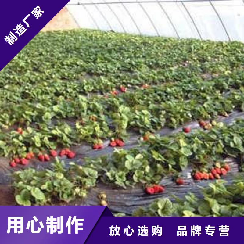 【草莓苗梨树苗按需定制真材实料】本地公司