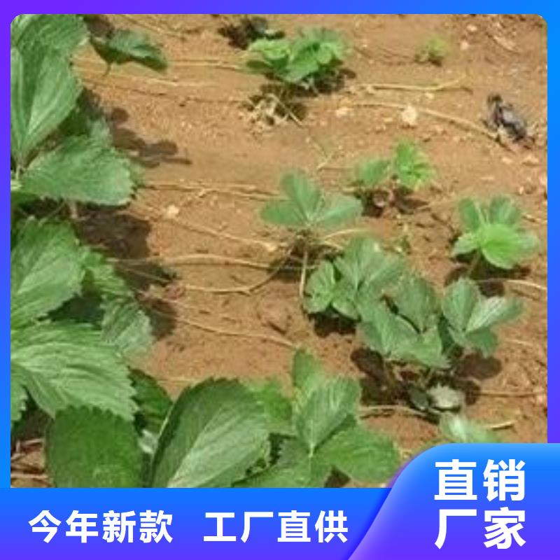 草莓苗花椒苗实力厂商同城公司