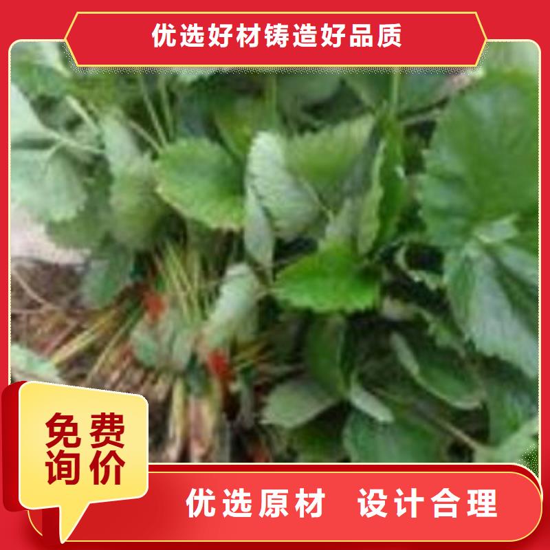 【草莓苗】蓝莓苗匠心制造本地生产厂家