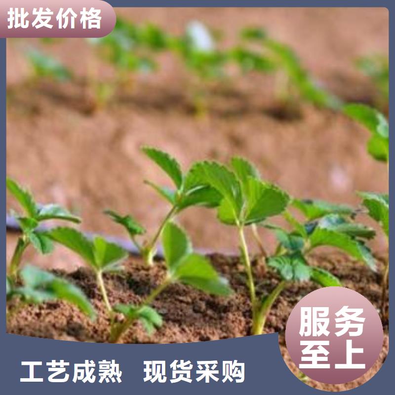 【草莓苗】花椒苗专业按需定制本地公司