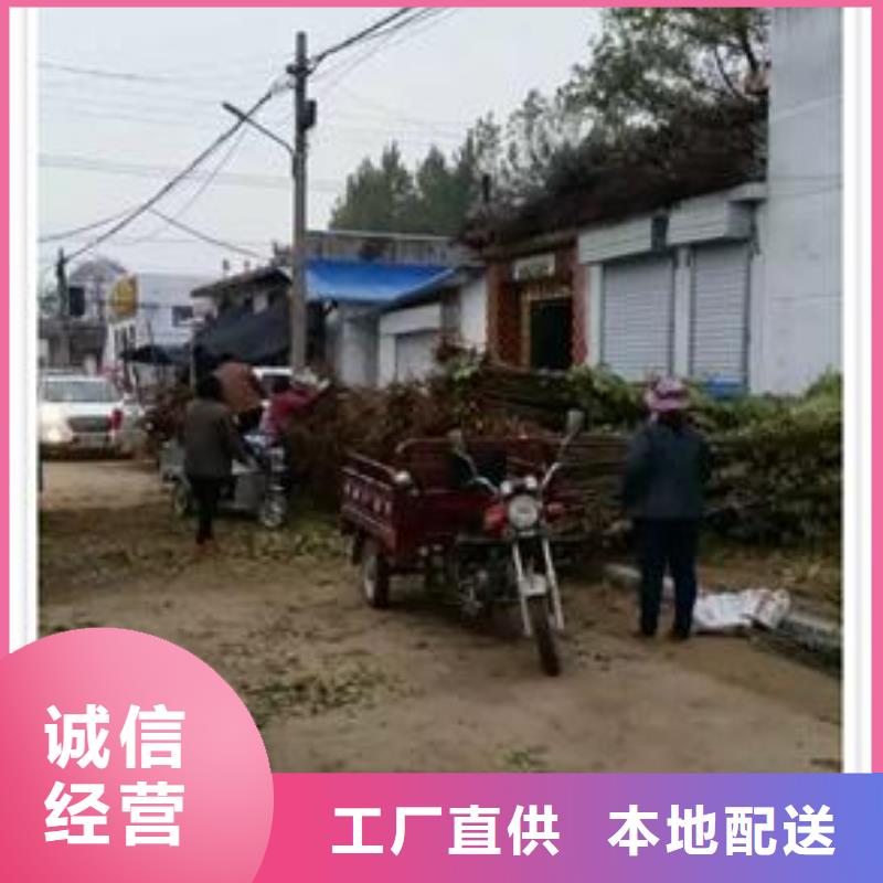 香椿苗_李子苗值得买本地制造商