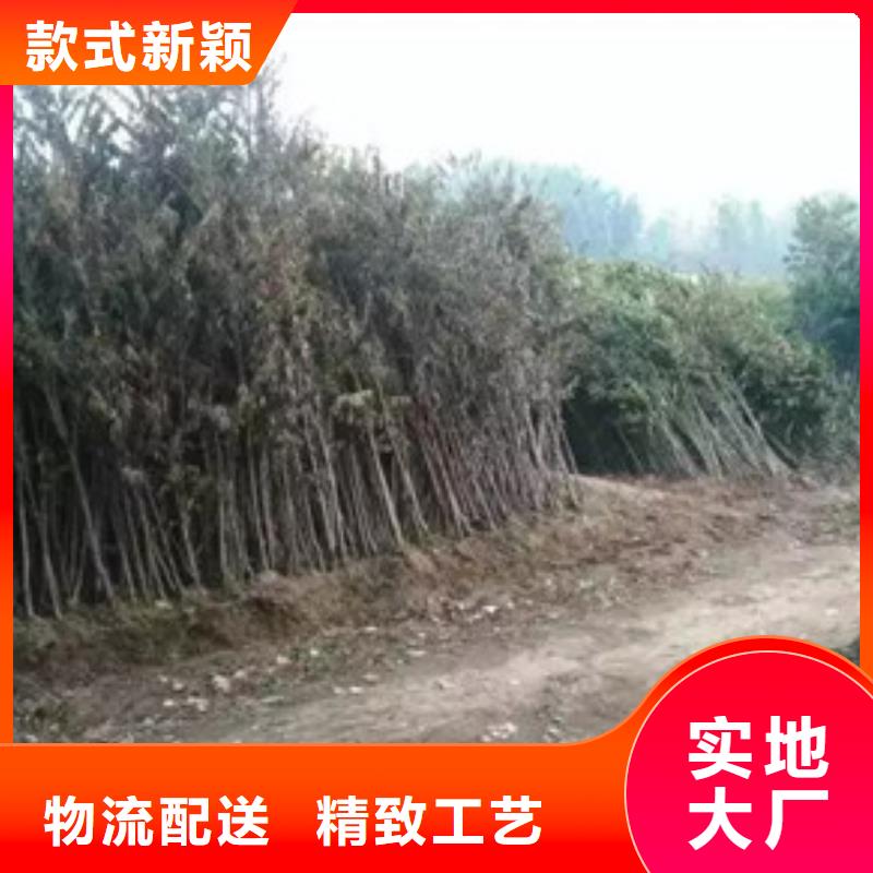 香椿苗梨树苗专注细节使用放心附近生产商