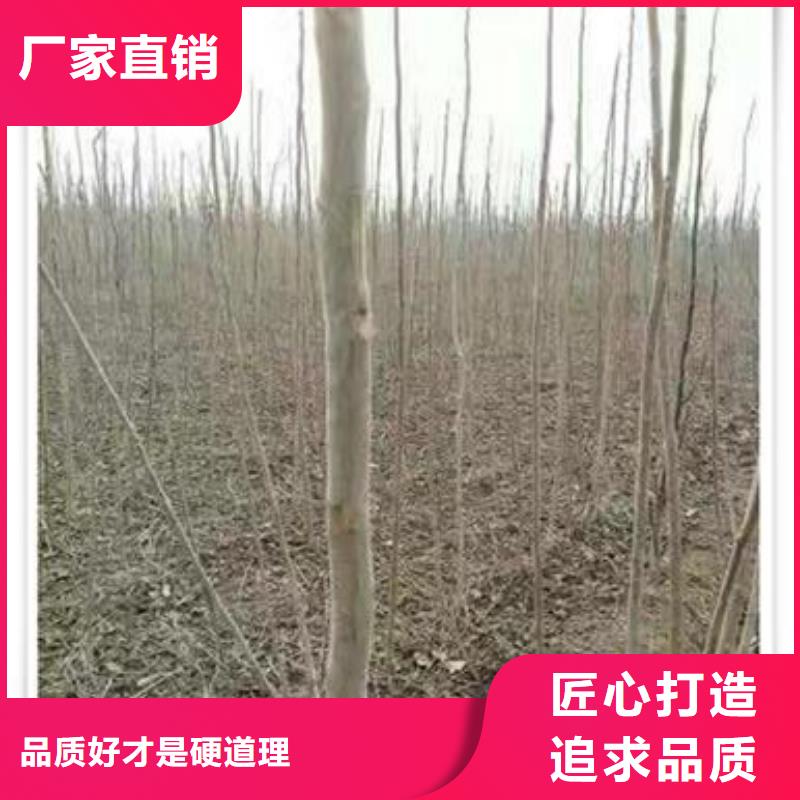 香椿苗蓝莓苗批发供应采购无忧