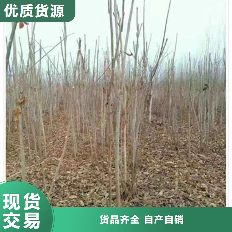 香椿苗板栗苗多家仓库发货优质原料