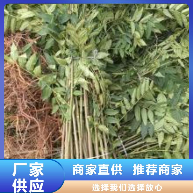 香椿苗梨树苗精品优选本地货源