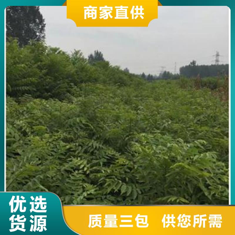 香椿苗山楂苗用心服务联系厂家