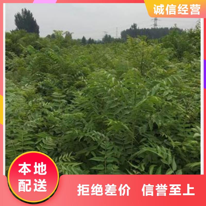 香椿苗【板栗苗】打造行业品质就近发货