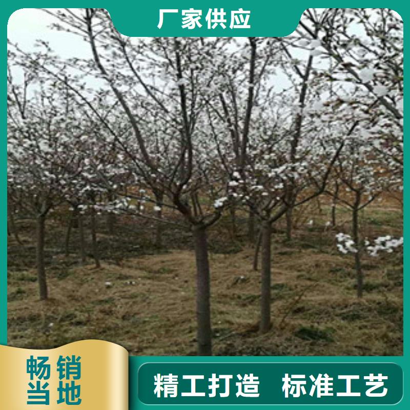 樱花绿化树绿化工程优良工艺市场报价