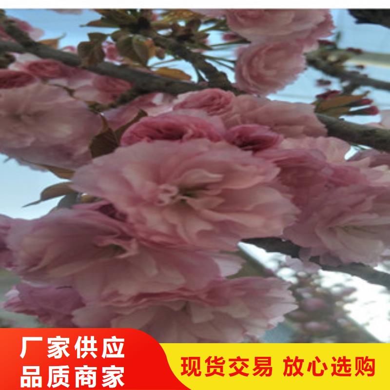 【樱花,钙果苗可定制】出货快