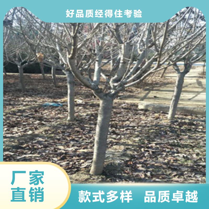 樱花【钙果苗】快速发货每个细节都严格把关