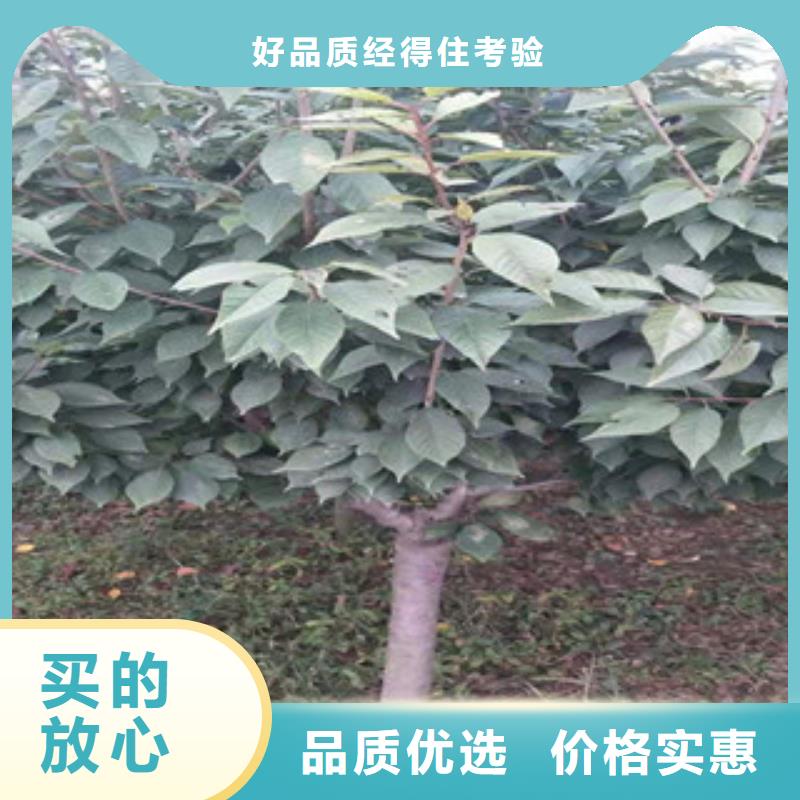 【樱花蓝莓苗货源稳定】甄选好物