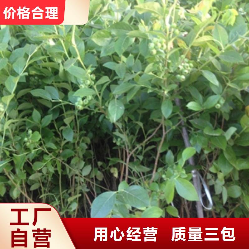 蓝莓苗核桃苗樱花苗长果桑树苗现货销售厂家新品