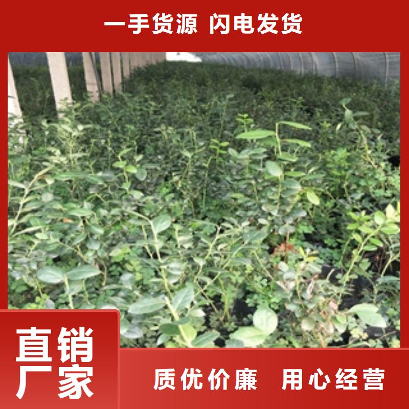 【蓝莓苗】樱桃苗性能稳定【当地】制造商