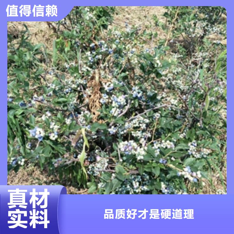 【蓝莓苗】核桃苗樱花苗长果桑树苗生产型批发供应