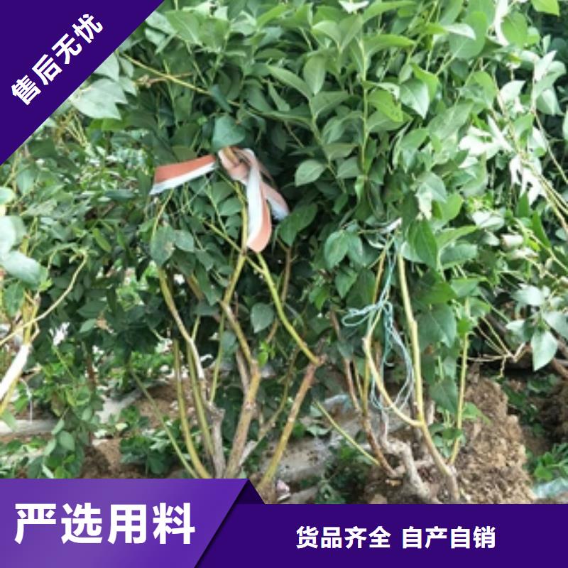 【蓝莓苗】占地果树保质保量【本地】生产厂家