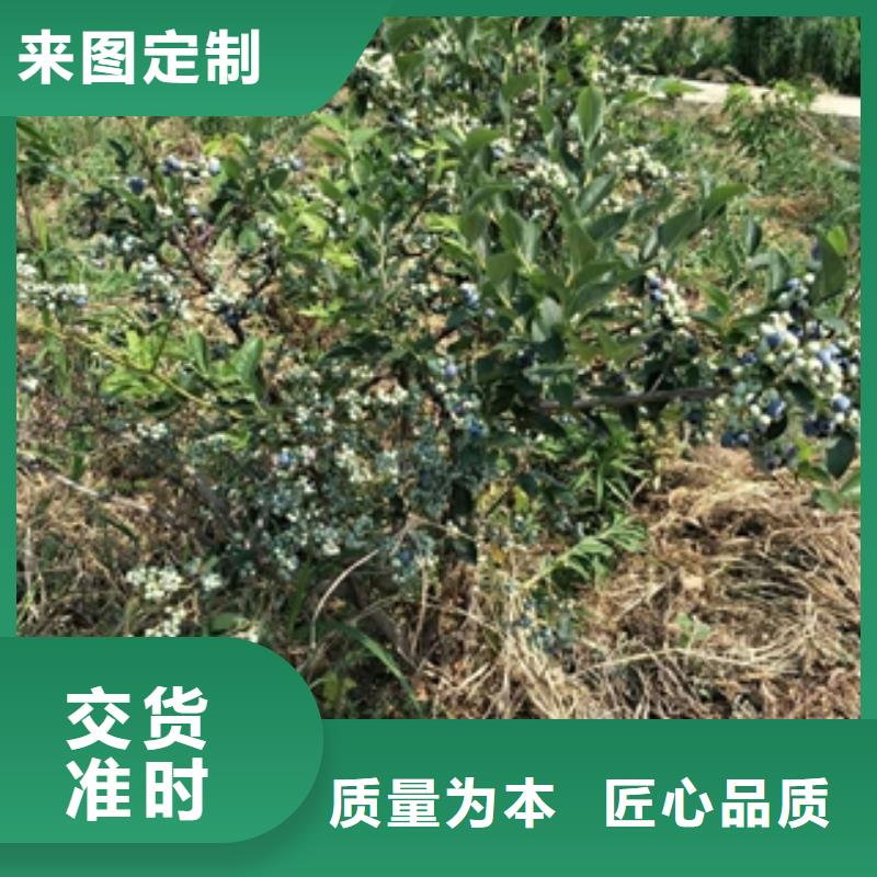 蓝莓苗优质原料源头工厂量大优惠