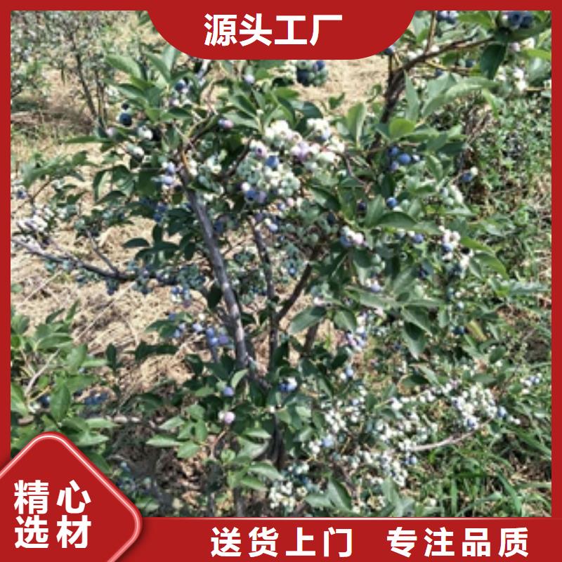 ​【蓝莓苗核桃苗樱花苗长果桑树苗来图加工定制】多年行业经验