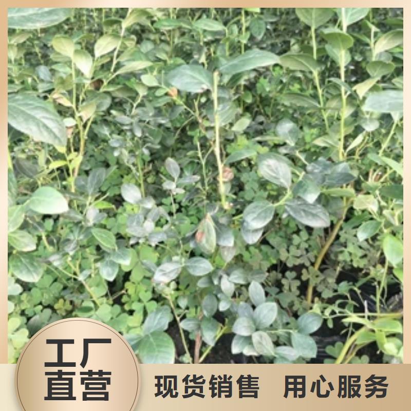 【蓝莓苗,核桃苗樱花苗长果桑树苗真材实料诚信经营】大量现货供应