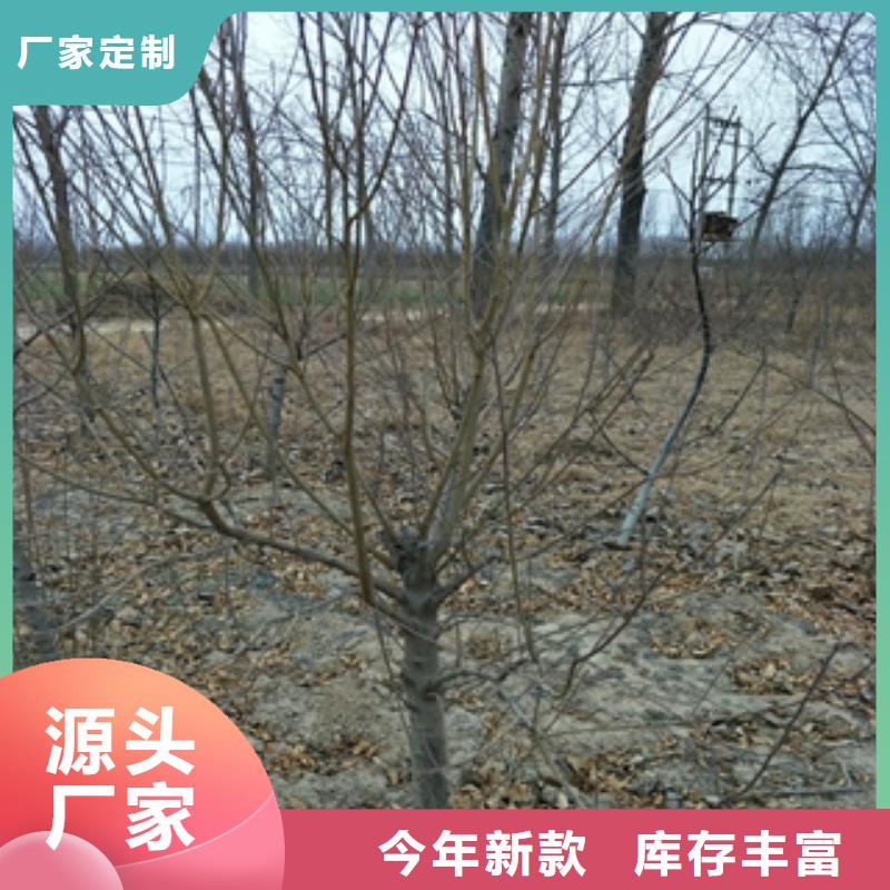 【桃树】占地果树工厂自营多种场景适用